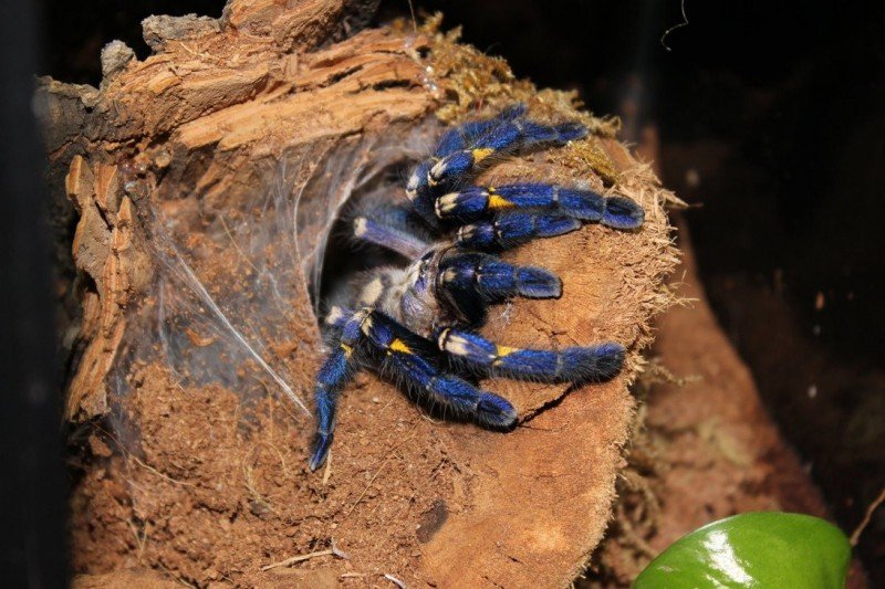 Самые ядовитые и опасные пауки в мире » notagram.ru