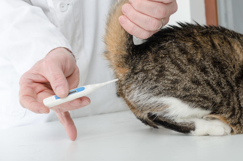 Низкая температура у кошек  - причины и лечение гипотермии у кошек в москве. ветеринарная клиника "зоостатус"
