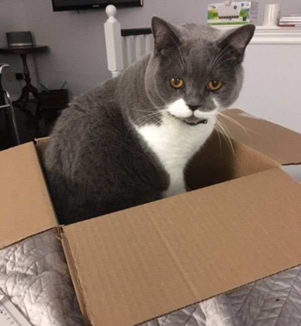 Почему кошки любят пакеты и коробки