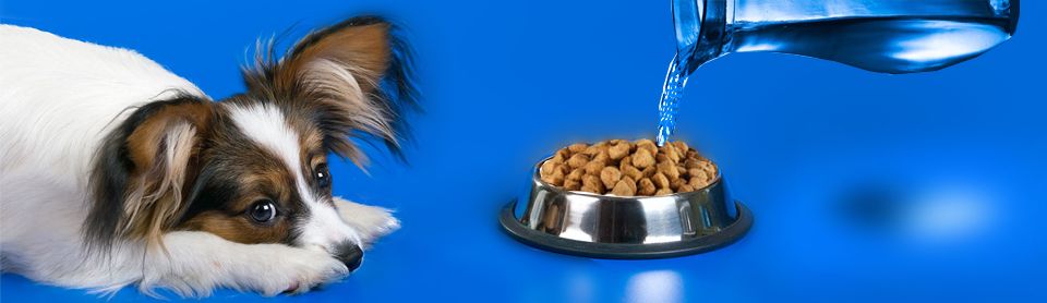 Надо ли размачивать сухой корм для собак?