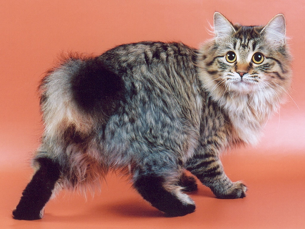 Курильский бобтейл: фото породы, цена котенка, описание стандарта и характера