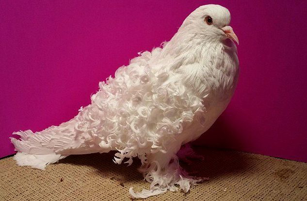 12 интересных фактов о голубях