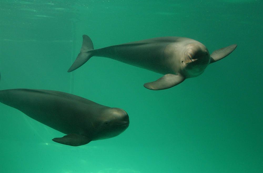 Черноморский дельфин – морская свинья (азовка)