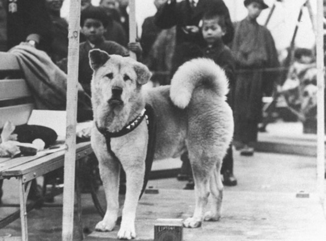 Порода собаки хатико – описание стандартов породы и история акита-ину