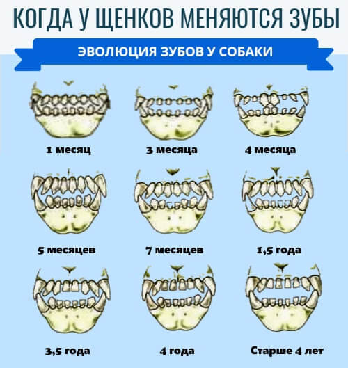 В каком возрасте у собак меняются молочные зубы га постоянные, во сколько месяцев. схема смены зубов у собак мелких пород.