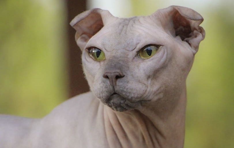 Украинский левкой: описание породы кошек, характер, отзывы (с фото и видео)