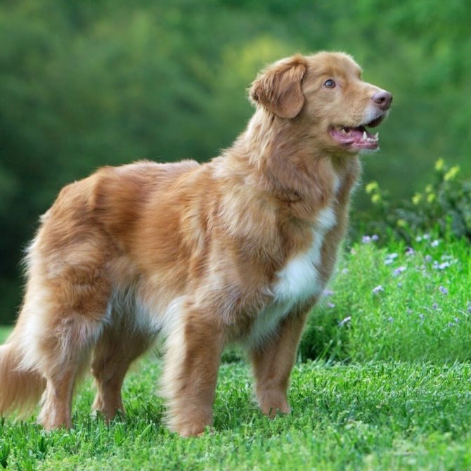 Новошотландский ретривер собака. описание, особенности, виды и цена породы | живность.ру