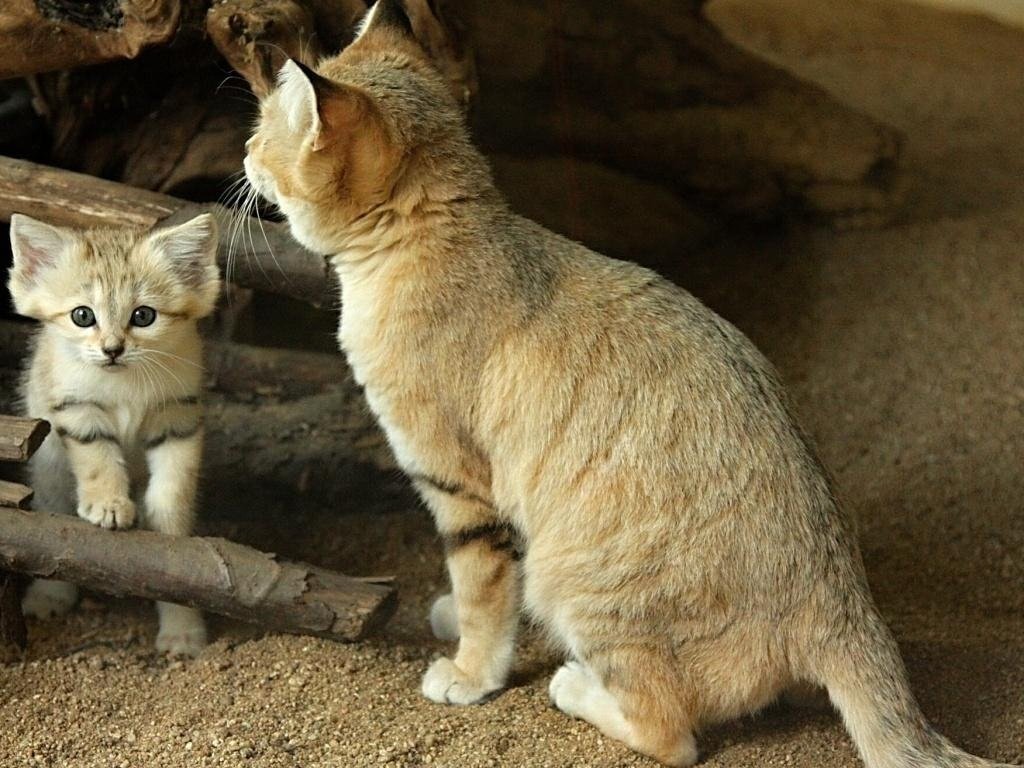 Барханный кот, или арабская песчаная кошка - описание, характеристики и интересные факты