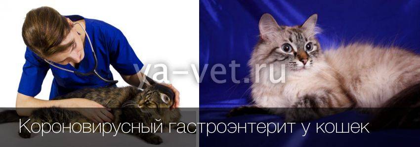 Гастроэнтерит у кошек - симптомы, лечение гастроэнтерита у кошек в москве. ветеринарная клиника "зоостатус"