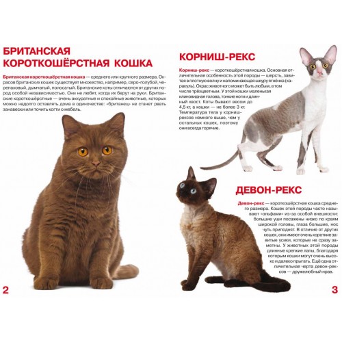 Гладкошерстные породы кошек с фотографиями и названиями