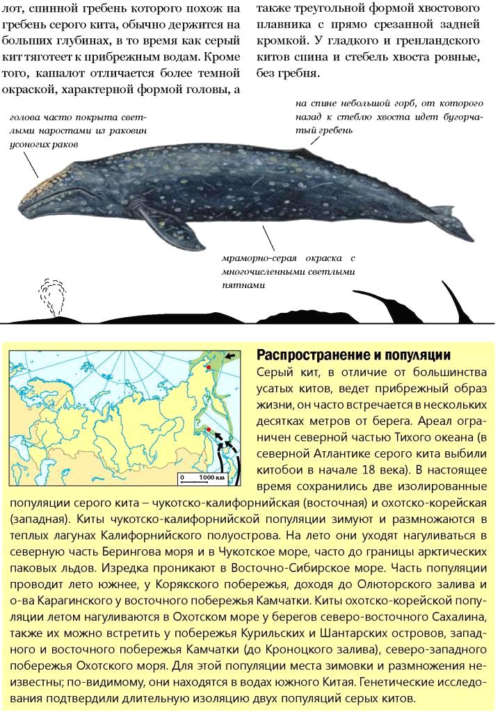 Гренландский кит — млекопитающее с самой большой продолжительностью жизни