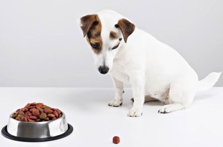 Как приучить собаку к сухому корму: основные правила перехода на «сушку»
