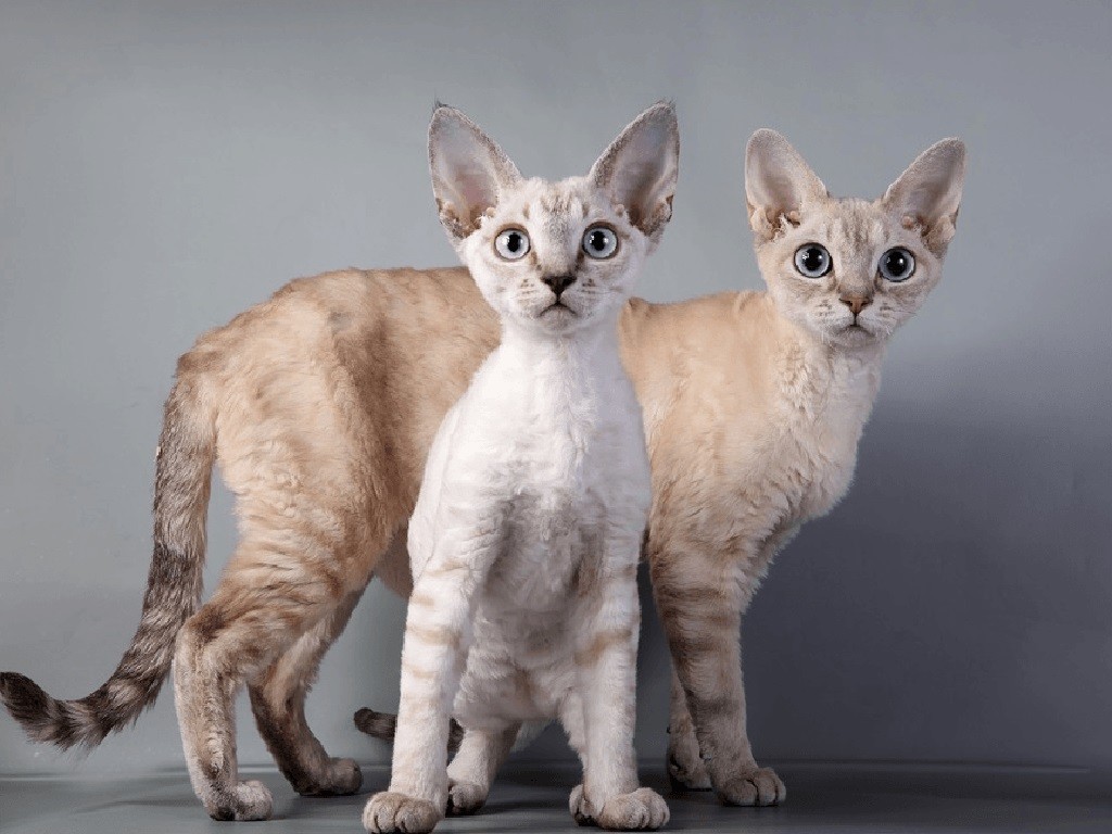 Гипоаллергенные кошки и коты (58 фото): породы, на которые нет аллергии. особенности безаллергенных кошек. какую лучше завести астматикам?