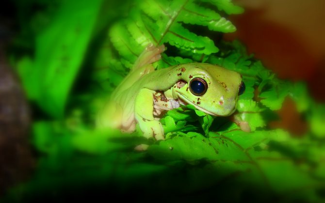 Лягушка арлекин: внешние особенности, образ жизни, фото, причины вымирания