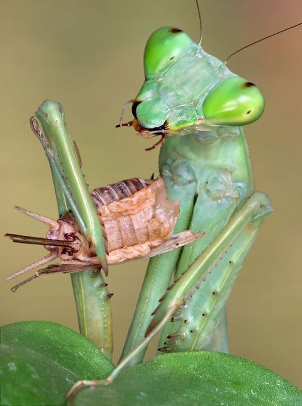 Богомол - описание, виды, где живет и чем питается удивительное насекомое