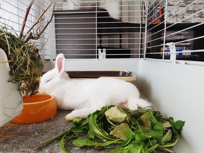 Как ухаживать за кроликами и чем их кормить. советы ветеринара.