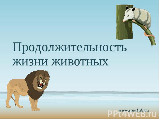 Сколько живут лабрадоры