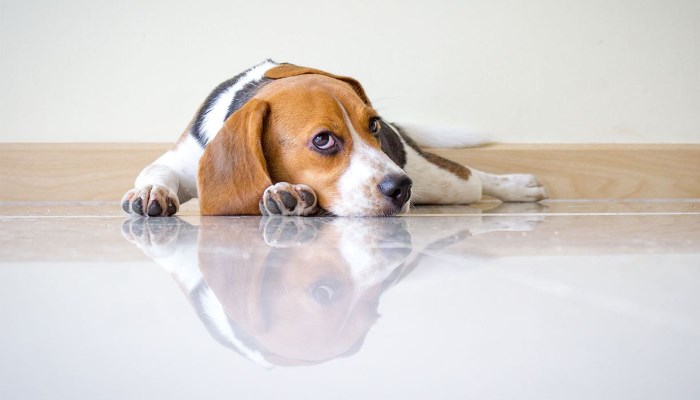 Если собака грустит: 7 способов улучшить настроение питомца