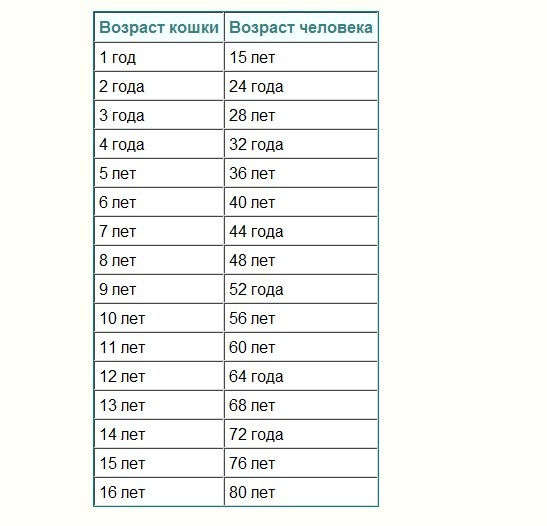 Возраст собаки по человеческим меркам таблица по породам