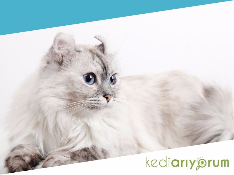 Американский керл: фото кошки, цена, описание породы, характер, видео, питомники