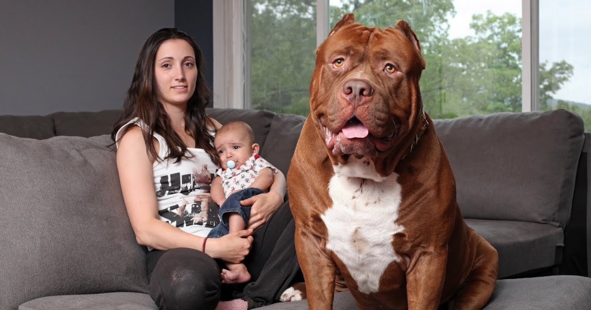 Самая большая собака в мире: топ-10 пород | вести