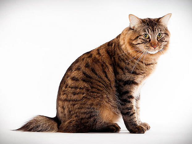 Американский бобтейл: характер котов и кошек, фото котят, короткошерстные и длинношерстные