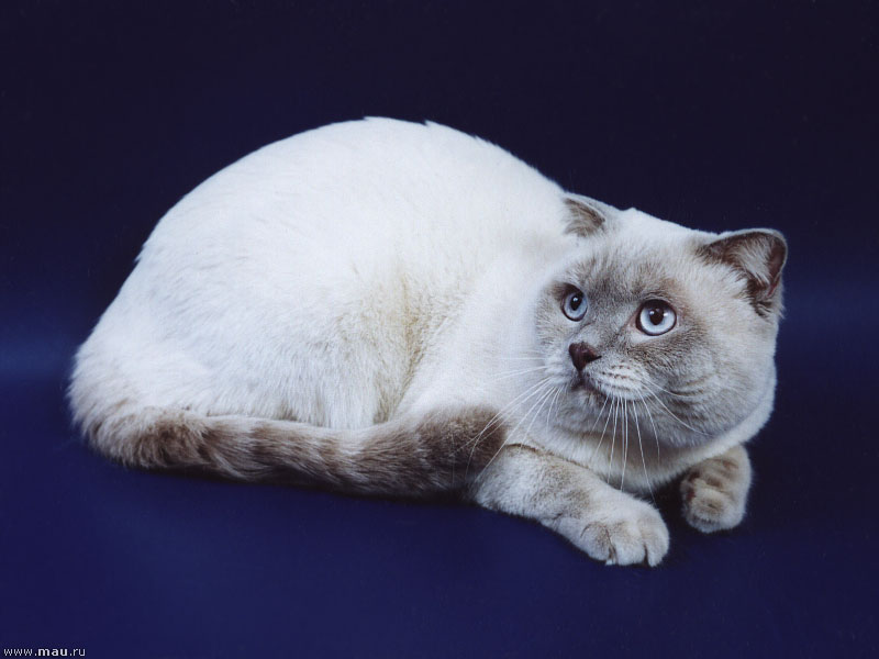 Британская короткошерстная порода кошек: фото и все особенности