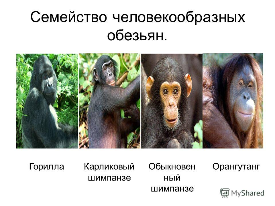 Человек относится к классу приматов. Семейство человекообразные обезьяны. Человекообразные обезьяны виды. Человекоподобные обезьяны виды. Представители высших приматов.