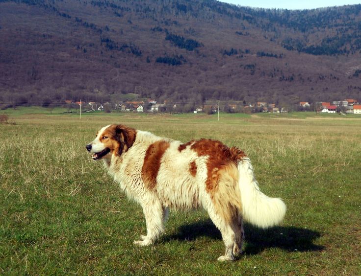 Торньяк (боснийско-герцеговинско-хорватская овчарка): обзор породы с фото