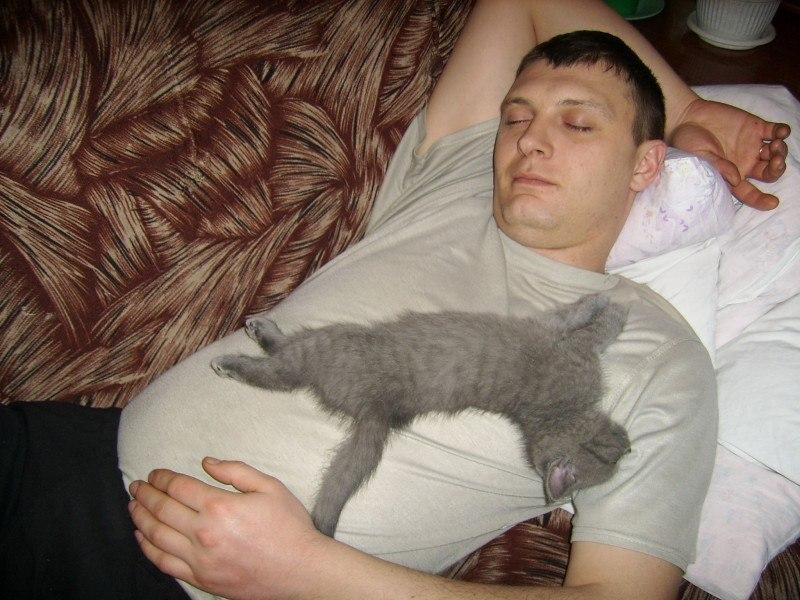 ᐉ как место сна кошки по приметам влияет на жизнь хозяина - zoovet24.ru