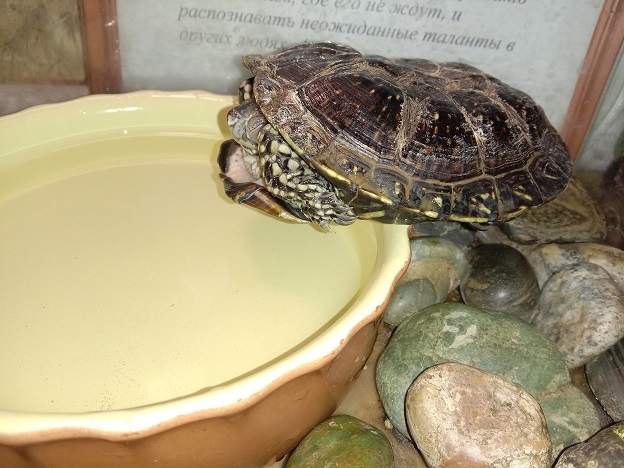 Красноухая черепаха в домашних условиях: содержание от а до я