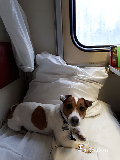 Правила перевозки собак в поезде: новые, с ржд по россии в поездах дальнего следования, в высокоскоростных поездах