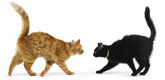 Агрессия кошки — что делать: основные причины и способы коррекции поведения кошки