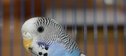 Как научить волнистого попугая говорить быстро в домашних условиях, можно ли обучить разговаривать самку