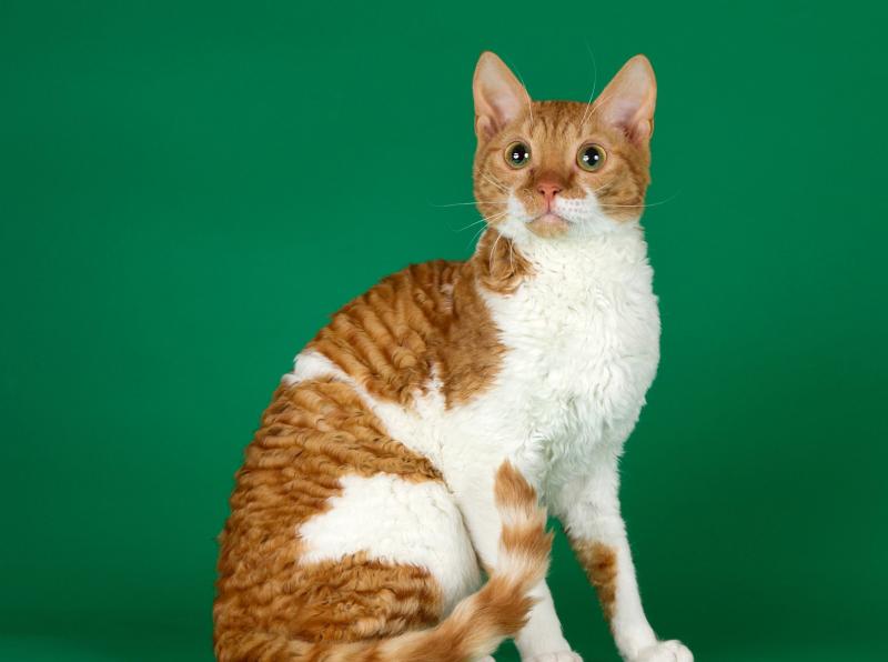 Породы кудрявых кошек: фото, список, интересные факты