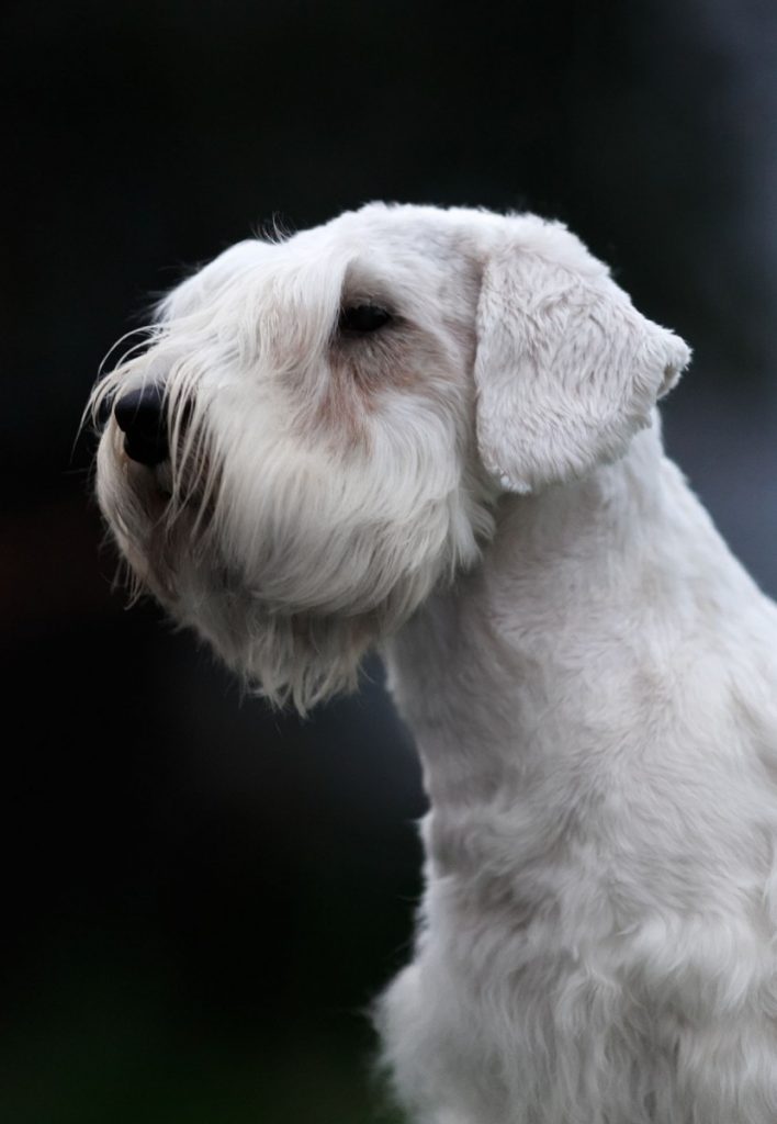 Силихем-терьер все о породе собаки: описание, фото, характер, правила ухода и содержания - petstory