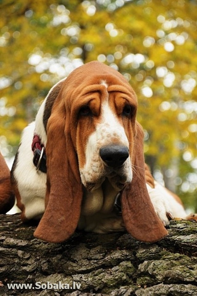 Описание породы собак басетхаунт, стандартные размеры басэта хаунда и его фото