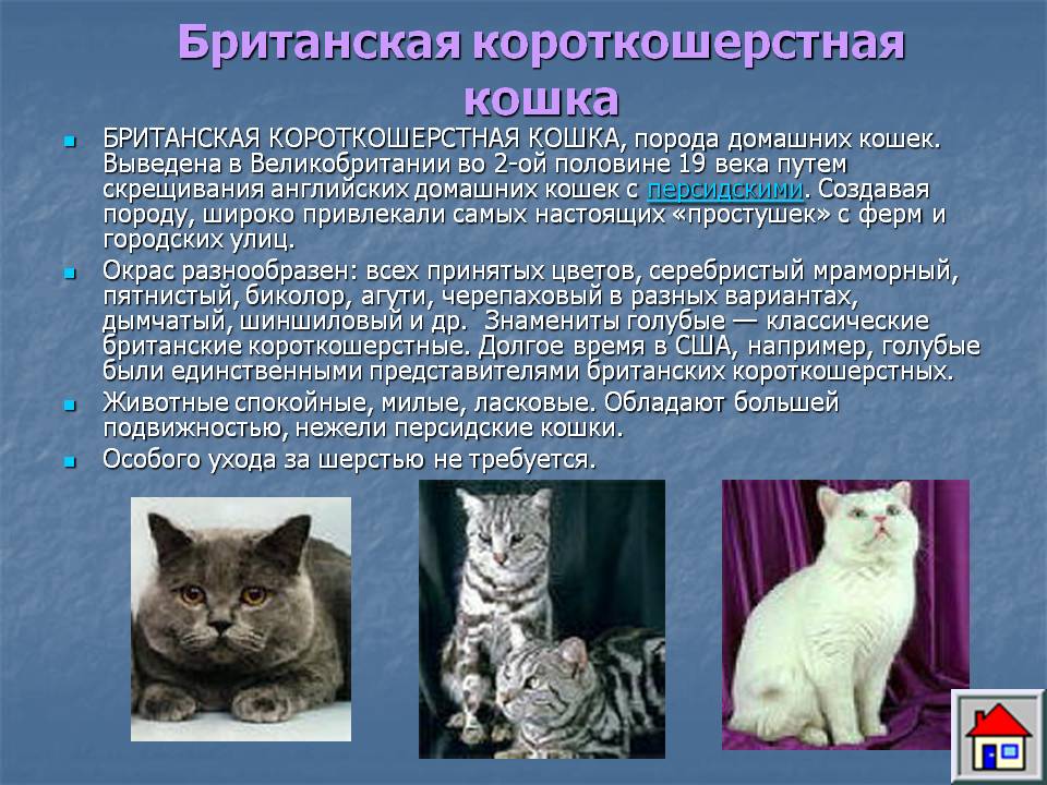 Манчкин (124 фото): характеристика породы, факты, цена котенка, уход, интересные факты и особенности породы