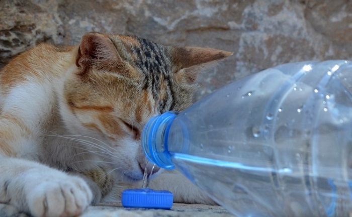 Кот пьет воду из крана — опасно ли это?