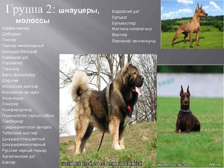 Породы собак овчарок с фотографиями и названиями пород