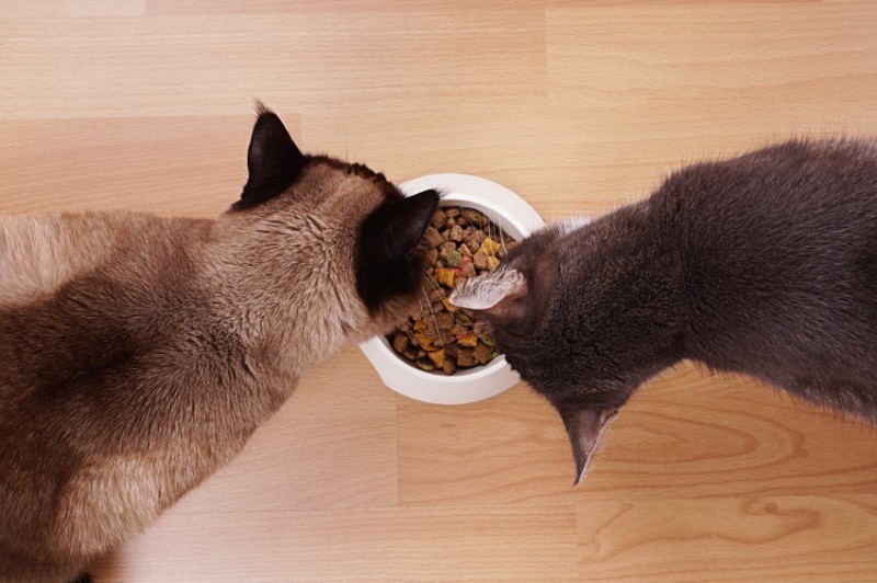 Кошка перестала есть сухой корм: почему не ест, что делать, как приучить и перевести на другой, советы ветеринаров