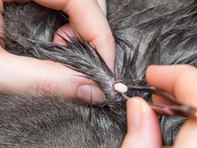 Как вывести ушного клеща у кошек: симптомы болезни, лечение препаратами и народными средствами