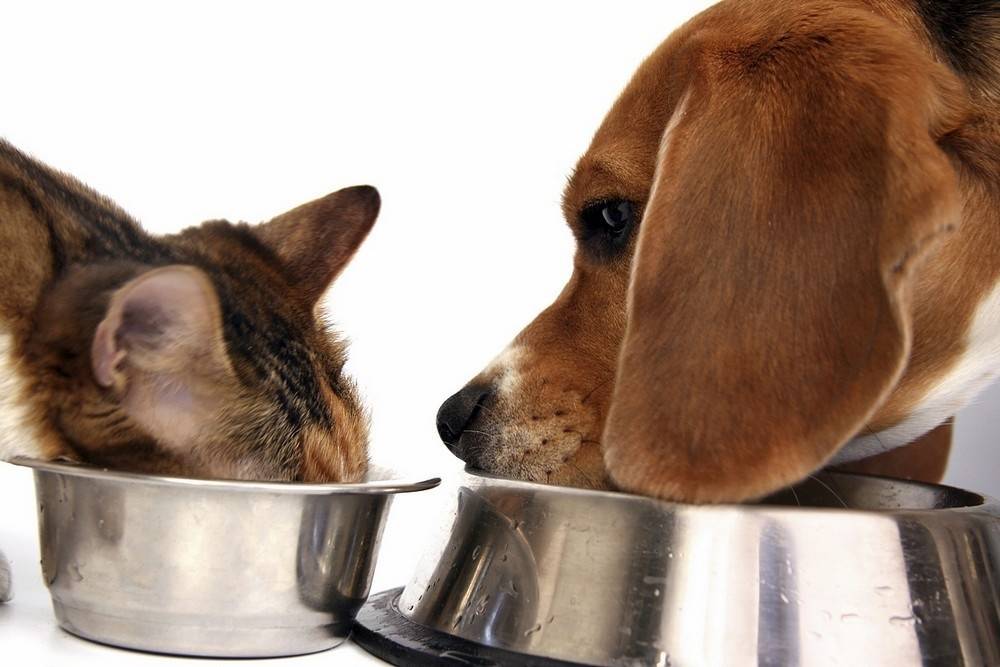 Можно ли кормить кошку собачьим кормом — влажным или сухим и в чем отличие