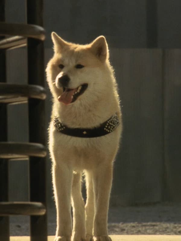 Хатико: порода собаки из фильма