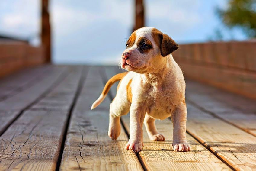 Клички для собак - список 3000 лучших кличек для собак-мальчиков и собак-девочек