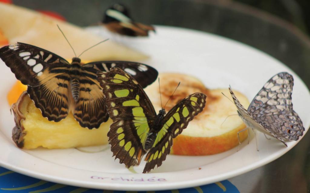 Махаон бабочка: содержание и питание в домашних условиях