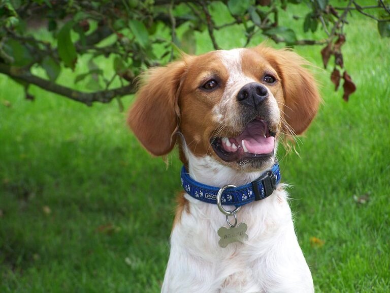 Порода собаки бретонский эпаньоль: характеристики, фото, характер, правила ухода и содержания - petstory