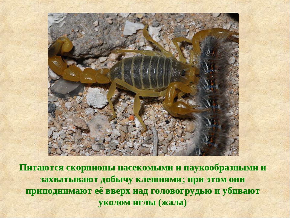 Скорпионы - строение и размножение