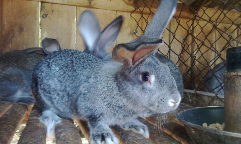 Кролик серый великан: характеристика и особенности разведения в домашних условиях