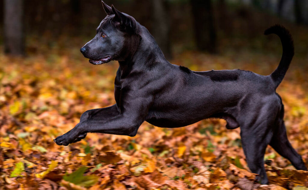 Породы собак черного цвета с стоячими ушами